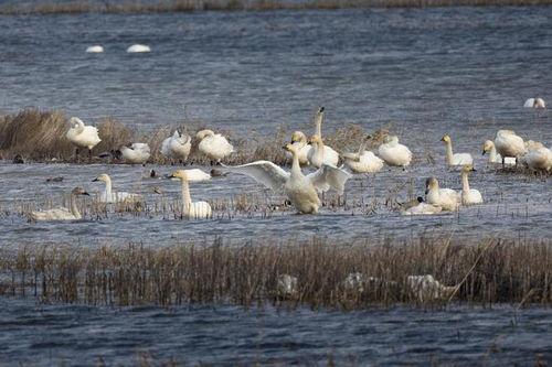候鸟资料,揭秘候鸟的迁徙之路