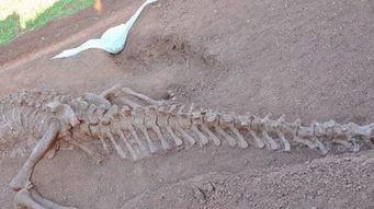 搞笑恐龙化石,搞笑恐龙化石大盘点