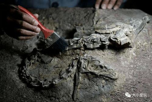 搞笑恐龙化石,搞笑恐龙化石大盘点